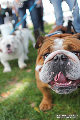 Bulldog Beauty Contest